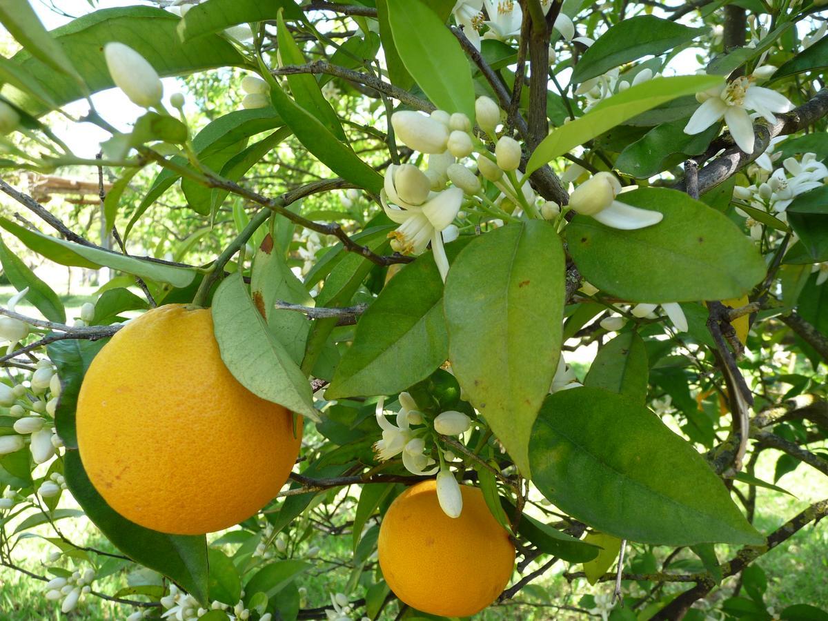مبيت وإفطار بلوكويم Quinta Quinze المظهر الخارجي الصورة